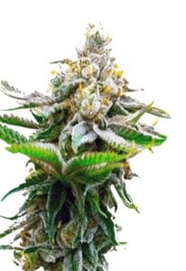 Chronic Widow Feminized Cannabis Seeds