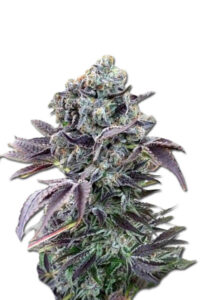 Chunky Monkey Feminized Cannabis Seeds