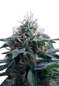 Church OG Autoflower Cannabis Seeds