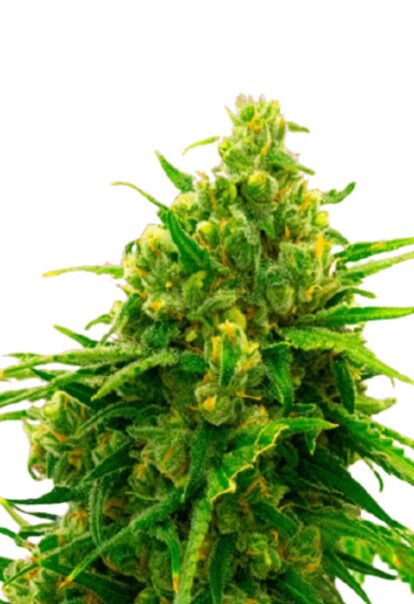 Cinderella99 Feminized Cannabis Seeds