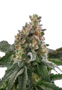 Clementine Feminized Cannabis Seeds