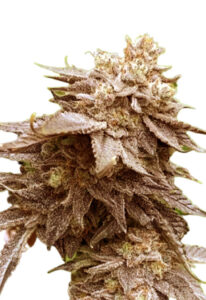 Cola Kush Fast Version Cannabis Seeds