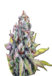 Cookie Crumble Feminized Cannabis Seeds