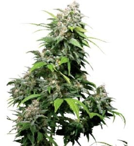 Cookie Monster Feminized Cannabis Seeds