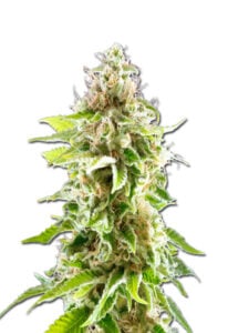 Cookies Haze Feminized Cannabis Seeds