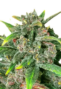 Corona Kush Feminized Fast Version Cannabis Seeds