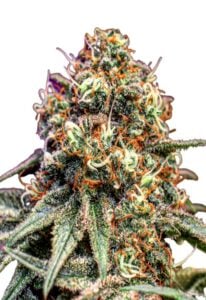 Cotton Candy Feminized Cannabis Seeds