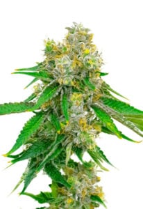 Cream Autoflower Cannabis Seeds