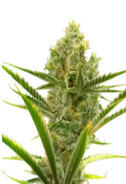 Critical 2 0 Feminized Cannabis Seeds