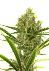 Critical + 2.0 Autoflower Cannabis Seeds