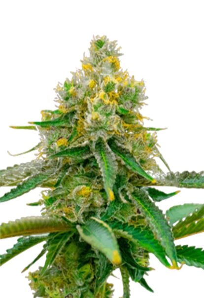 Critical 47 Feminized Cannabis Seeds