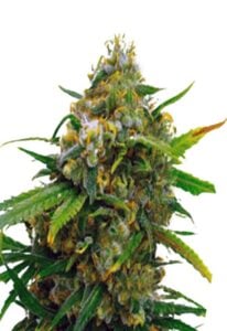 Critical Autoflower Cannabis Seeds