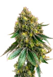 Critical+ Feminized Cannabis Seeds