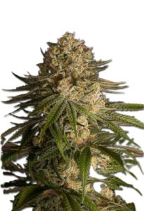 Critical Kush Feminized Cannabis Seeds