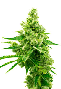 Critical Mass Autoflower Cannabis Seeds