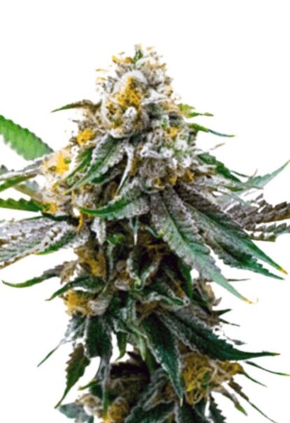 Critical Northern Lights Feminized Cannabis Seeds