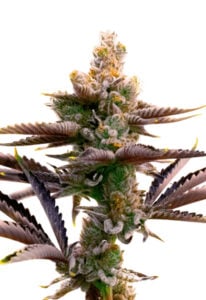 Critical Purple Autoflower Cannabis Seeds