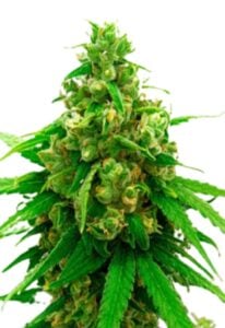 Critical Widow Feminized Cannabis Seeds