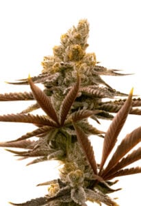 Critical Fast Bud Autoflower Cannabis Seeds