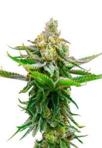 Devil XXL Autoflower Cannabis Seeds