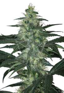 Diamond Girl Feminized Cannabis Seeds