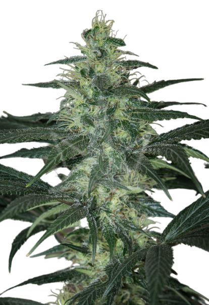 Diamond Girl Rocket Seeds