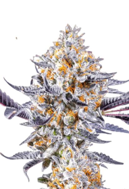 Do si Dos Feminized Cannabis Seeds