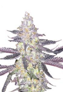 Dolato Feminized Cannabis Seeds