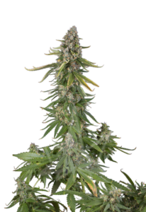 Double-Scoop Feminized Cannabis Seeds