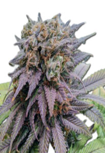 Dragon Fruit Feminized Cannabis Seeds