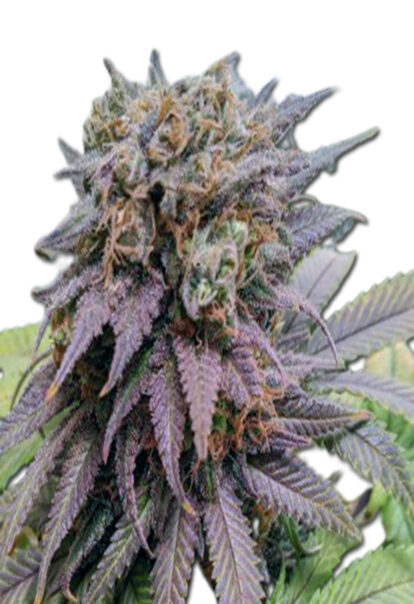 Dragon Fruit Feminized