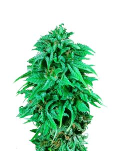 Durban Poison Regular Cannabis Seeds