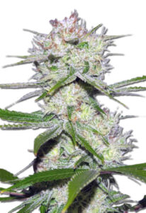 Dutch Crunch Feminized Cannabis Seeds