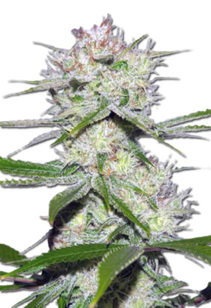 Dutch Crunch Feminized