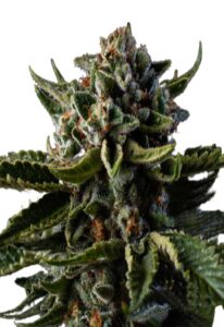 Dutch Treat Autoflower Cannabis Seeds