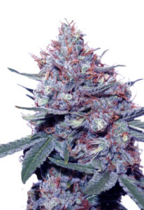 Dwarf King Autoflower Cannabis Seeds