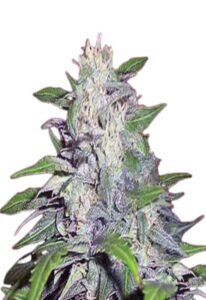 Dwarf King Feminized Cannabis Seeds