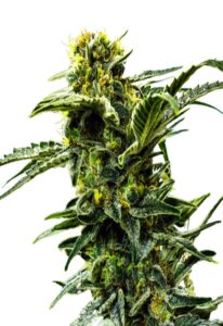 Early Girl Feminized Cannabis Seeds