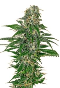 Early Skunk Feminized Cannabis Seeds