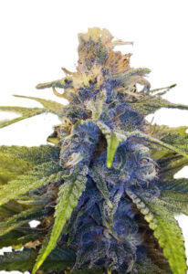 East Coast Alien Fast Version Cannabis Seeds