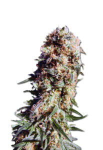 Electric Berry Feminized Cannabis Seeds