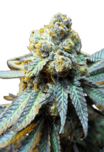 Elephant Autoflower Cannabis Seeds