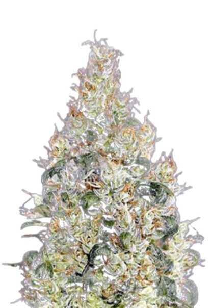 Exodus Cheese Feminized Cannabis Seeds