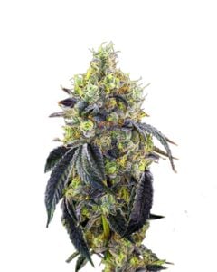 Fatso Feminized Cannabis Seeds