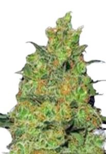 Fire OG Feminized Cannabis Seeds