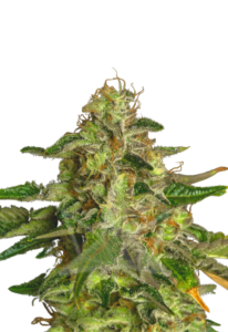 Flower Bomb Kush Feminized Cannabis Seeds