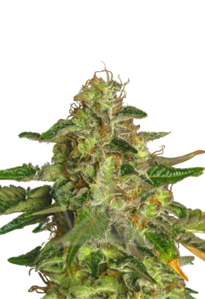 Flower Bomb Kush Rocket Seeds