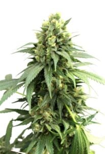 Fresh Candy Autoflower Cannabis Seeds