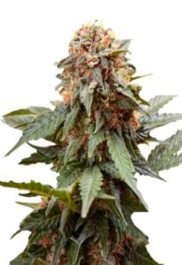 Fresh Candy Feminized Cannabis Seeds