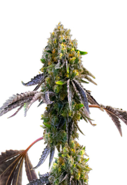 Fruit Autoflower